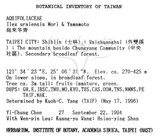 中文名：烏來冬青英文名：Urai holly學名：Ilex uraiensis Mori & Yamamoto