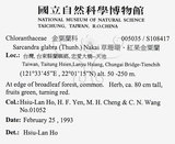 中文名：草珊瑚中文別名：紅果金粟蘭英文名：Glabrous Herbcoral學名：Sarcandra glabra (Thunb.) Nakai