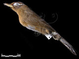 中文名：畫眉英文名：Melodious Laughing Thrush(Hwamei)學名：Garrulax canorus