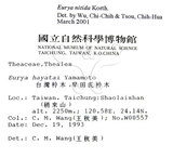 中文名：光葉柃木中文別名：細齒葉柃學名：Eurya nitida Korthals