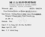 中文名：豬母乳中文別名：水同木英文名：Milk tree學名：Ficus fistulosa Reinw. ex Blume