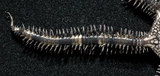 中文名：齒櫛蛇尾學名：Ophiocoma dentata Muller & Troschel, 1842