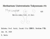 中文名：楊梅英文名：Chinese Babyberry學名：Myrica rubra (Lour.) Sieb. & Zucc
