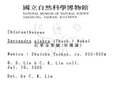 中文名：草珊瑚中文別名：紅果金粟蘭英文名：Glabrous Herbcoral學名：Sarcandra glabra (Thunb.) Nakai