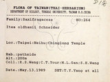 中文名：鼠刺英文名：Formosan Sweetspire學名：Itea oldhamii Schneider