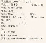 中文名：墨點櫻桃中文別名：黑星櫻英文名：Dark-spotted Cherry學名：Prunus phaeosticta (Hance) Maxim