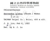 中文名：草珊瑚中文別名：紅果金粟蘭英文名：Glabrous Herbcoral學名：Sarcandra glabra (Thunb.) Nakai