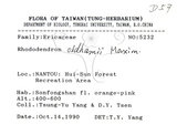 中文名：金毛杜鵑英文名：Oldham s Thododendron學名：Rhododendron oldhamii Maxim