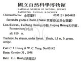 中文名：草珊瑚中文別名：紅果金粟蘭英文名：Glabrous Herbcoral學名：Sarcandra glabra (Thunb.) Nakai