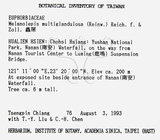 中文名：蟲屎英文名：Molucca Mallotus學名：Melanolepis multiglandulosa (Reinw.) Reich. form. & Zoll.