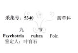 中文名：九節木中文別名：牛屎烏青龍吐霧英文名：Wild Coffee學名：Psychotria rubra (Lour.) Poir