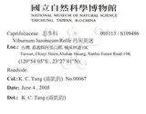 中文名：呂宋莢迷英文名：Luzon Viburnum學名：Viburnum luzonicum Rolfe