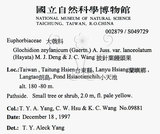 中文名：披針葉饅頭果英文名：Lanceolate-leaved Glochidion學名：Glochidion zeylanicum (Gaertn.) A. Juss. var. lanceolatum (Hayata) M. J. Deng & J. C. Wang