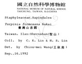 中文名：山香圓英文名：Formosam turpinia學名：Turpinia formosana Nakai