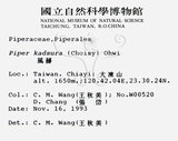 中文名：風藤英文名：Pepper學名：Piper kadsura (Choisy) Ohwi