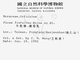 中文名：豬母乳中文別名：水同木英文名：Milk tree學名：Ficus fistulosa Reinw. ex Blume