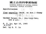 中文名：燈稱花中文別名：烏雞骨英文名：Rough-leaved holly學名：Ilex asprella (Hook. & Arn.) Champ