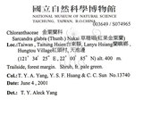 中文名：草珊瑚中文別名：紅果金粟蘭英文名：Glabrous Herbcoral學名：Sarcandra glabra (Thunb.) Nakai