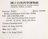 中文名：茜草樹英文名：Cochinchina Randia學名：Randia cochinchinensis (Lour.) Merr