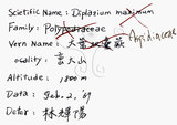 中文名：廣葉鋸齒雙蓋蕨學名：Diplazium dilatatum Blume