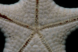 中文名：鼠李角海星學名：Stellasteropsis colubrinus Macan, 1938