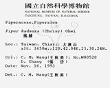 中文名：風藤英文名：Pepper學名：Piper kadsura (Choisy) Ohwi