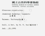 中文名：山素英英文名：Mountain Jasmine學名：Jasminum hemsleyi Yamamoto