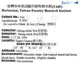 中文名：燈稱花中文別名：烏雞骨英文名：Rough-leaved holly學名：Ilex asprella (Hook. & Arn.) Champ