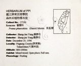 中文名：墨點櫻桃中文別名：黑星櫻英文名：Dark-spotted Cherry學名：Prunus phaeosticta (Hance) Maxim