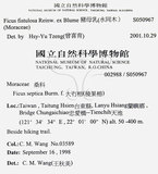 中文名：豬母乳中文別名：水同木英文名：Milk tree學名：Ficus fistulosa Reinw. ex Blume