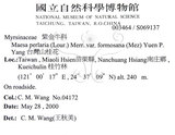 中文名：台灣山桂花英文名：Taiwan Maesa學名：Maesa perlaria (Lour.) Merr. var. formosana (Mez) Yuen P. Yang