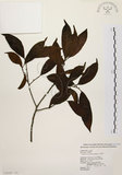 中文名：山紅柿英文名：Morris Persimmon學名：Diospyros morrisiana Hance