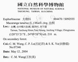 中文名：血桐英文名：Macaranga學名：Macaranga tanarius (L.) Muell.-Arg