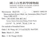 中文名：台灣山桂花英文名：Taiwan Maesa學名：Maesa perlaria (Lour.) Merr. var. formosana (Mez) Yuen P. Yang