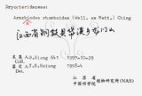 中文名：斜方複葉耳蕨學名：Arachniodes rhomboides (Wall.) Ching