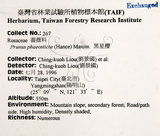 中文名：墨點櫻桃中文別名：黑星櫻英文名：Dark-spotted Cherry學名：Prunus phaeosticta (Hance) Maxim