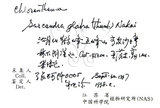 中文名：草珊瑚中文別名：紅果金粟蘭英文名：Glabrous Herbcoral學名：Sarcandra glabra (Thunb.) Nakai