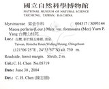 中文名：台灣山桂花英文名：Taiwan Maesa學名：Maesa perlaria (Lour.) Merr. var. formosana (Mez) Yuen P. Yang