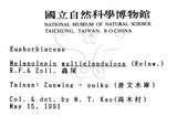 中文名：蟲屎英文名：Molucca Mallotus學名：Melanolepis multiglandulosa (Reinw.) Reich. form. & Zoll