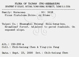 中文名：豬母乳中文別名：水同木英文名：Milk tree學名：Ficus fistulosa Reinw. ex Blume