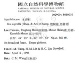 中文名：燈稱花中文別名：烏雞骨英文名：Rough-leaved holly學名：Ilex asprella (Hook. & Arn.) Champ