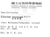 中文名：呂宋莢迷英文名：Luzon Viburnum學名：Viburnum luzonicum Rolfe