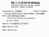 中文名：草珊瑚中文別名：紅果金粟蘭英文名：Glabrous Herbcoral學名：Sarcandra glabra (Thunb.) Nakai