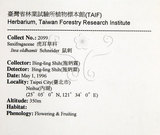 中文名：鼠刺英文名：Formosan Sweetspire學名：Itea oldhamii Schneider