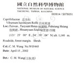 中文名：呂宋莢迷英文名：Luzon Viburnum學名：Viburnum luzonicum Rolfe