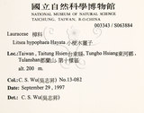 中文名：黃肉樹學名：Litsea hypophaea Hayata