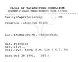 中文名：呂宋莢迷英文名：Luzon Viburnum學名：Viburnum luzonicum Rolfe