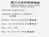 中文名：山素英英文名：Mountain Jasmine學名：Jasminum hemsleyi Yamamoto