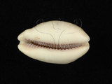 中文名：紫口寶螺學名：Cypraea carneola Linnaeus, 1758
