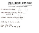 中文名：金毛杜鵑英文名：Oldham s Thododendron學名：Rhododendron oldhamii Maxim